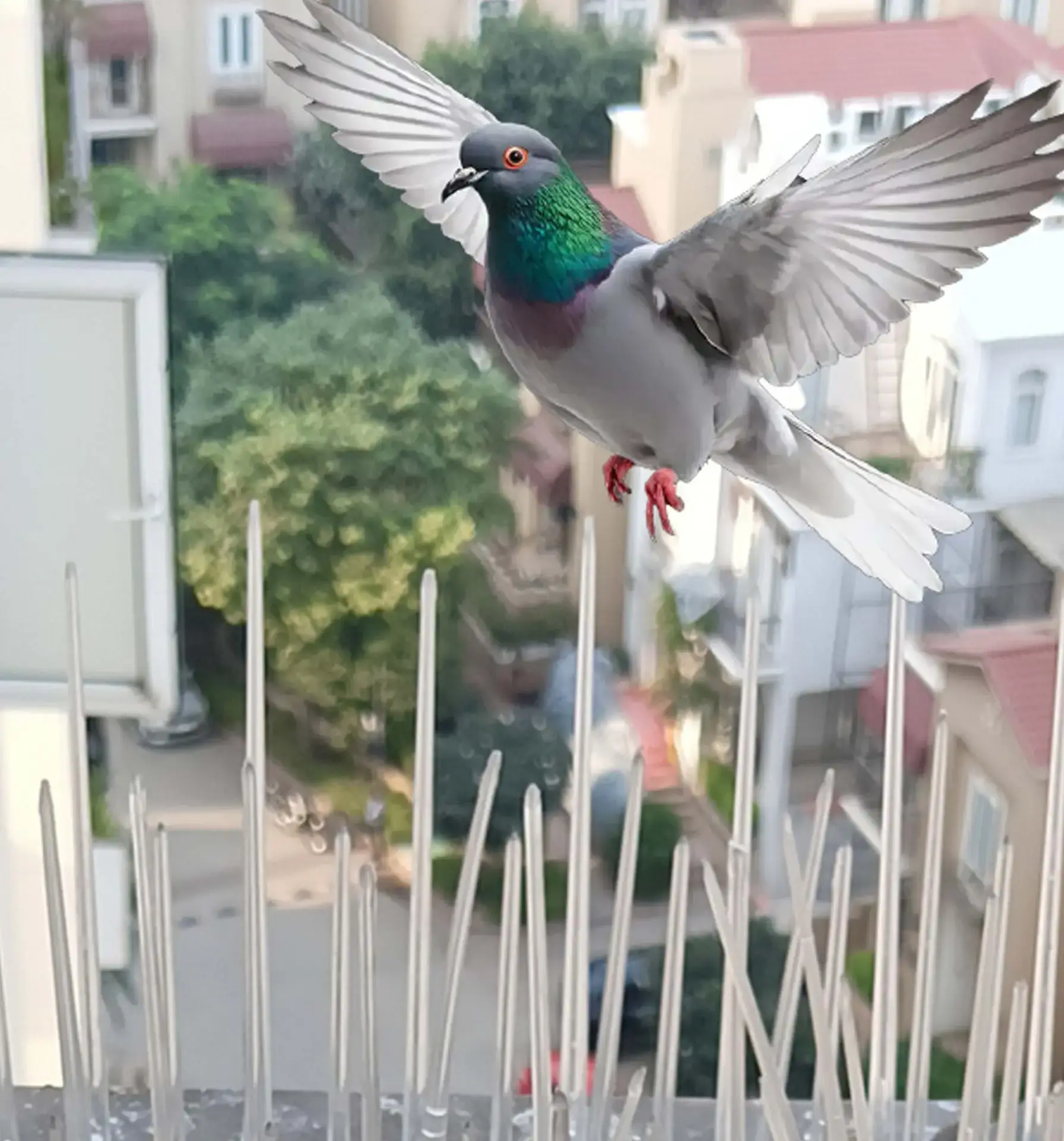 Bird Spike Bird Spike